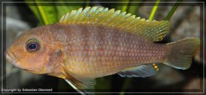 Labidochromis sp. 'hongi'
